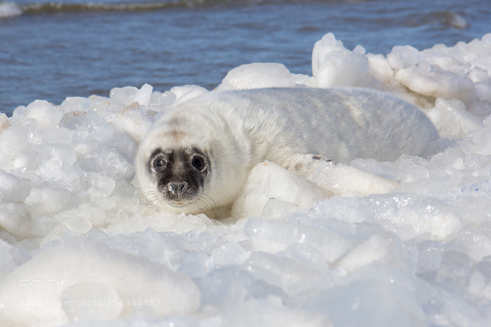 Canon EOS 60D sample photo. Sea calf baby relaxing photography