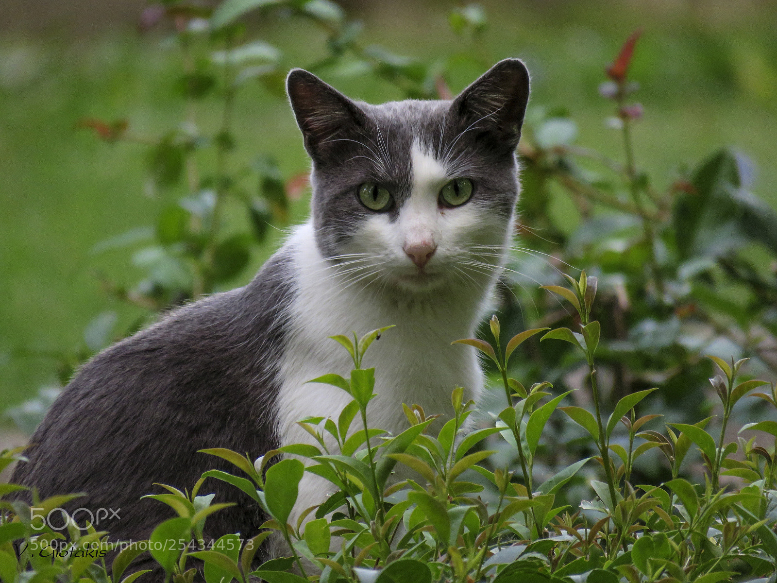 Canon PowerShot SX60 HS sample photo. Cat 1 photography