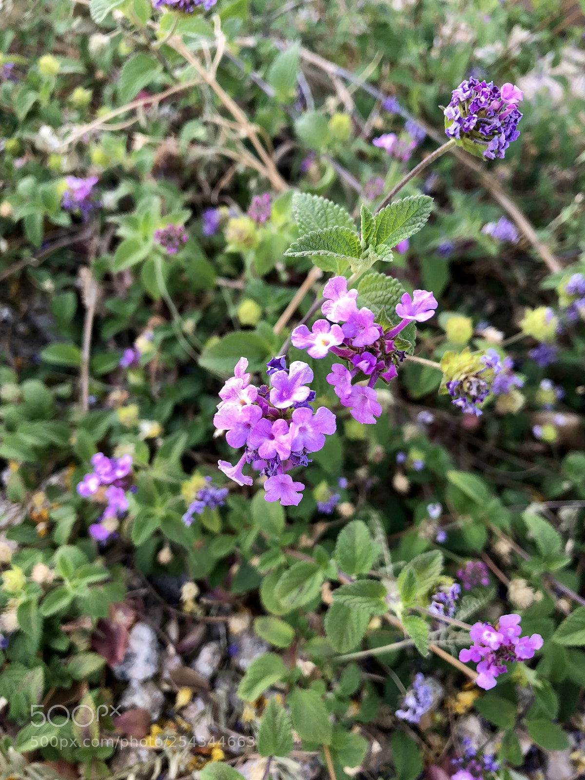 Apple iPhone 8 sample photo. Beautiful wild purple flowers ? photography