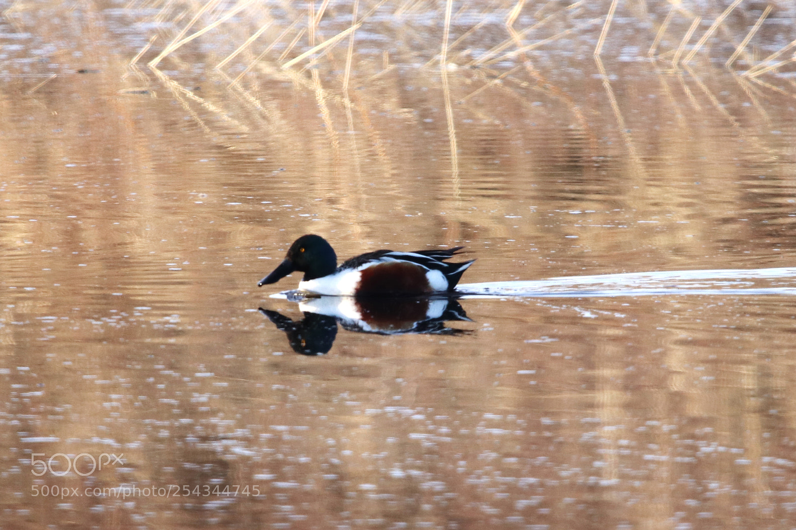 Canon EOS 80D sample photo. Male northern shoveler photography