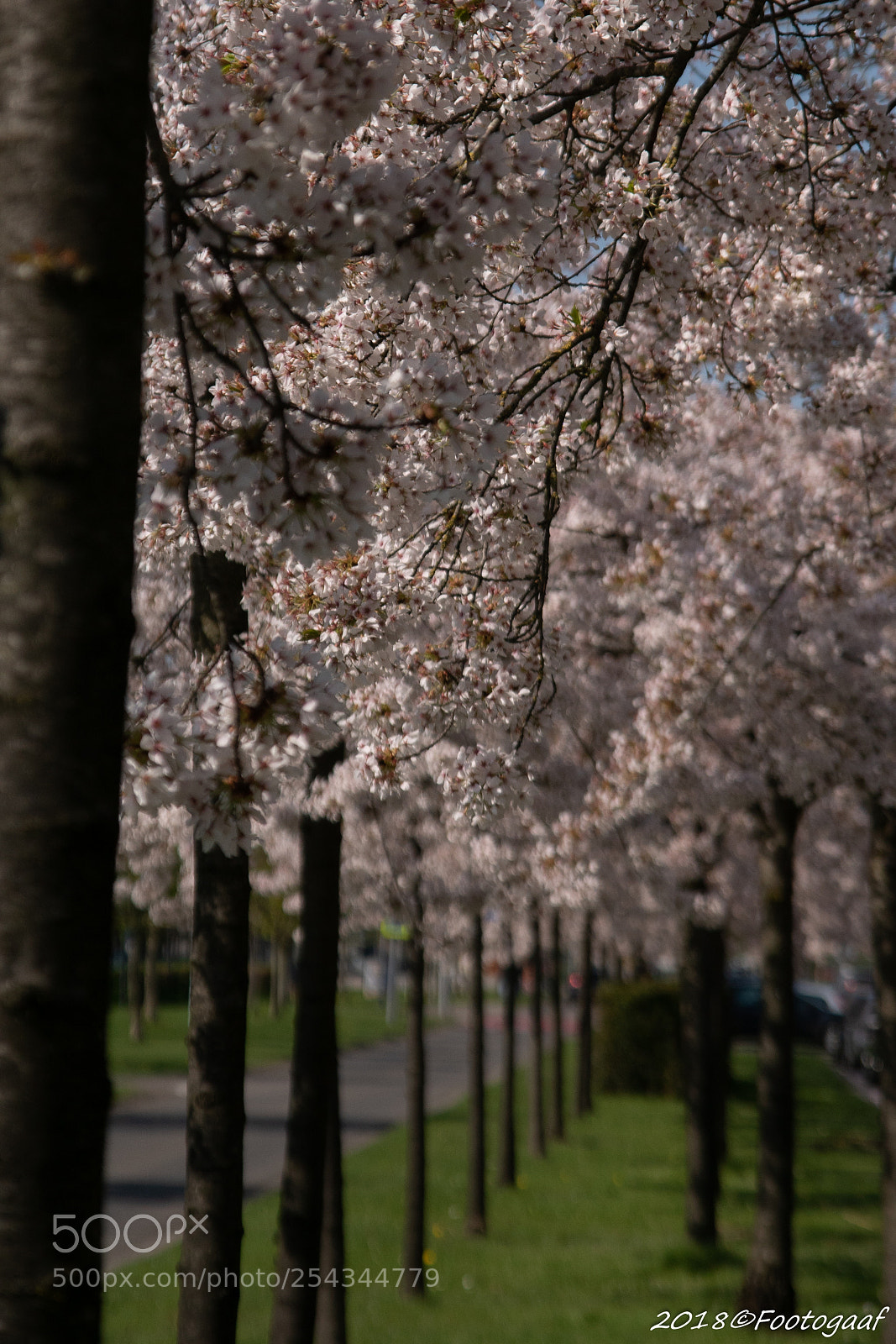Sony ILCA-77M2 sample photo. Bloesem (van ) photography