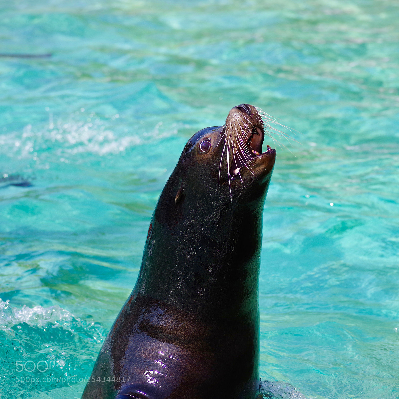 Pentax K-1 sample photo. Sea lion photography