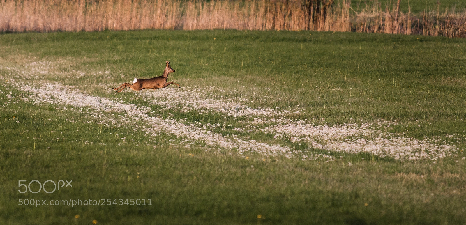 Canon EOS-1D Mark III sample photo. Jumping deer photography