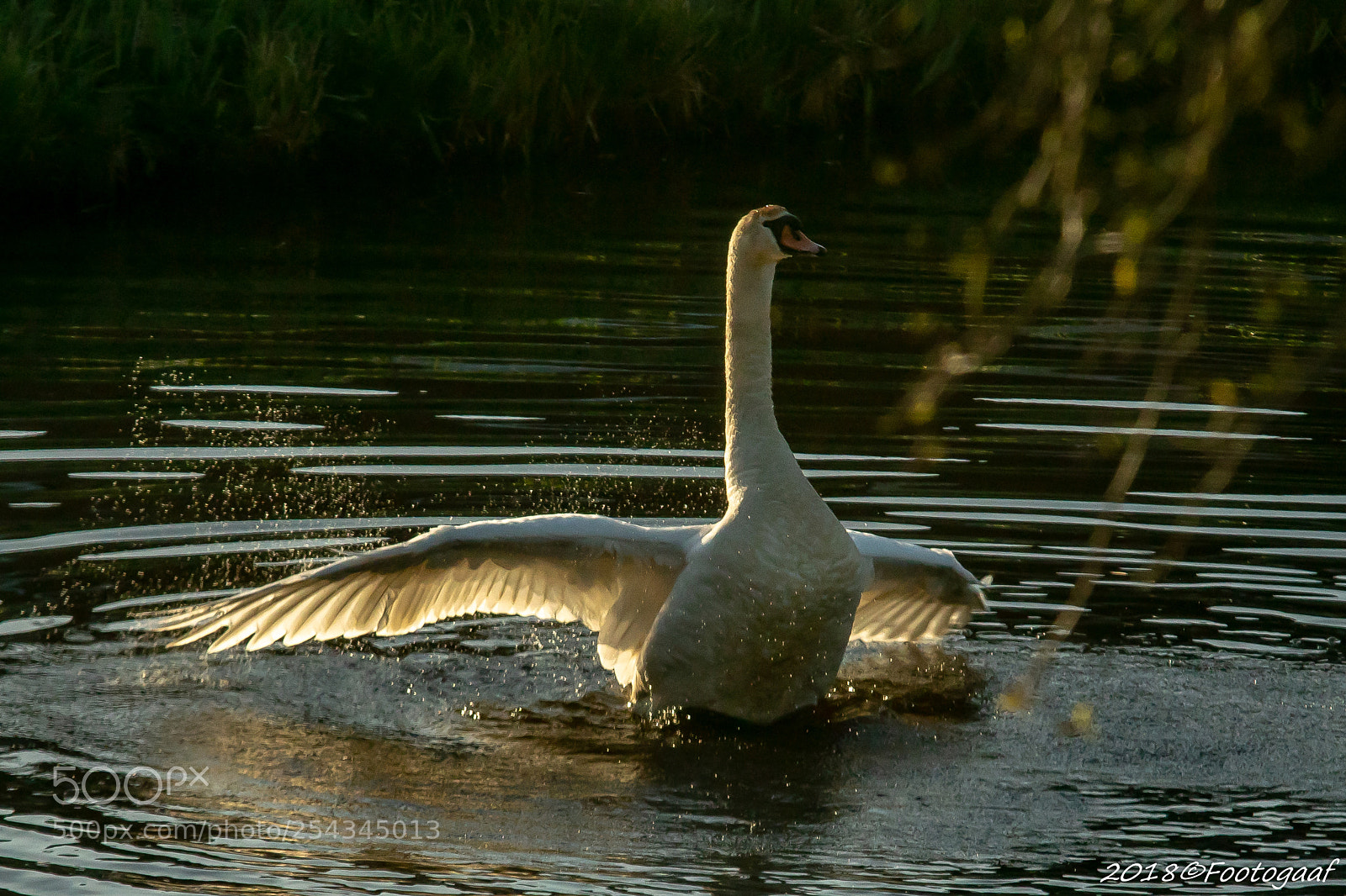 Sony ILCA-77M2 sample photo. Wassende zwanen (van ) photography