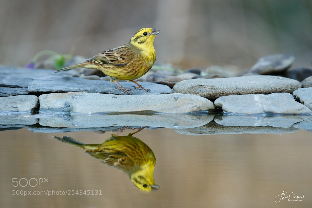 Canon EOS 7D Mark II sample photo. Strnad obecn - emberiza photography