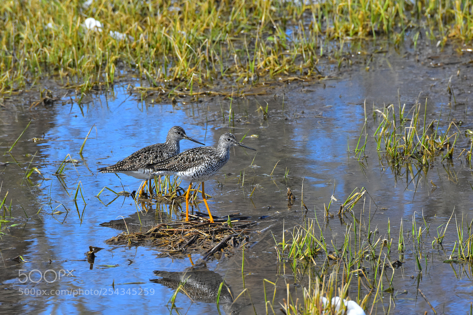Nikon D7200 sample photo. Wilson snipe photography