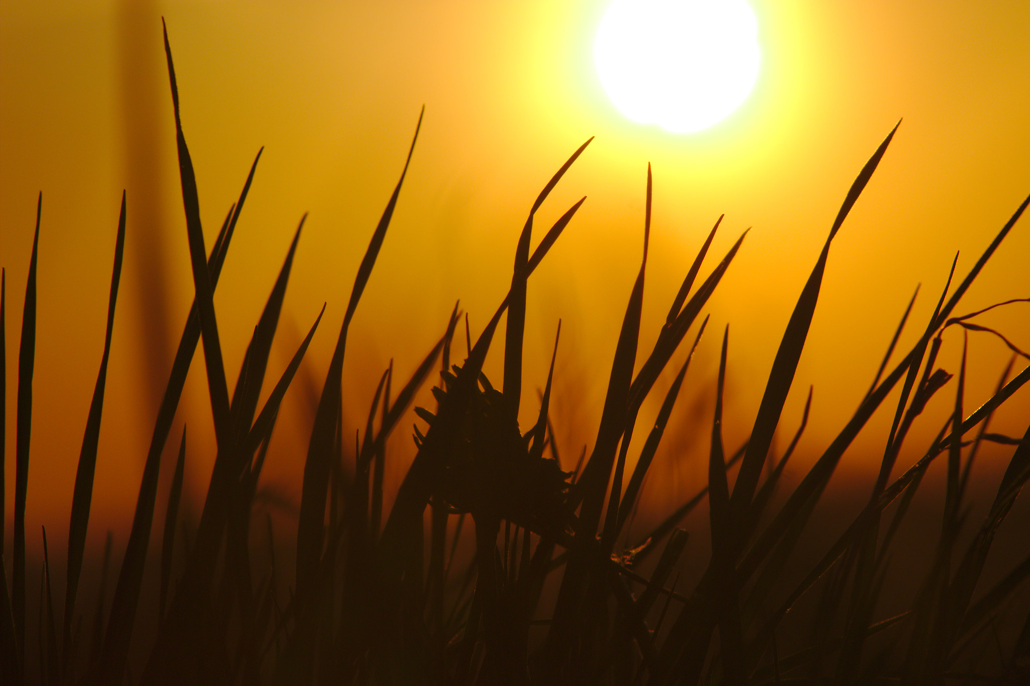 Canon EF 75-300mm f/4-5.6 sample photo