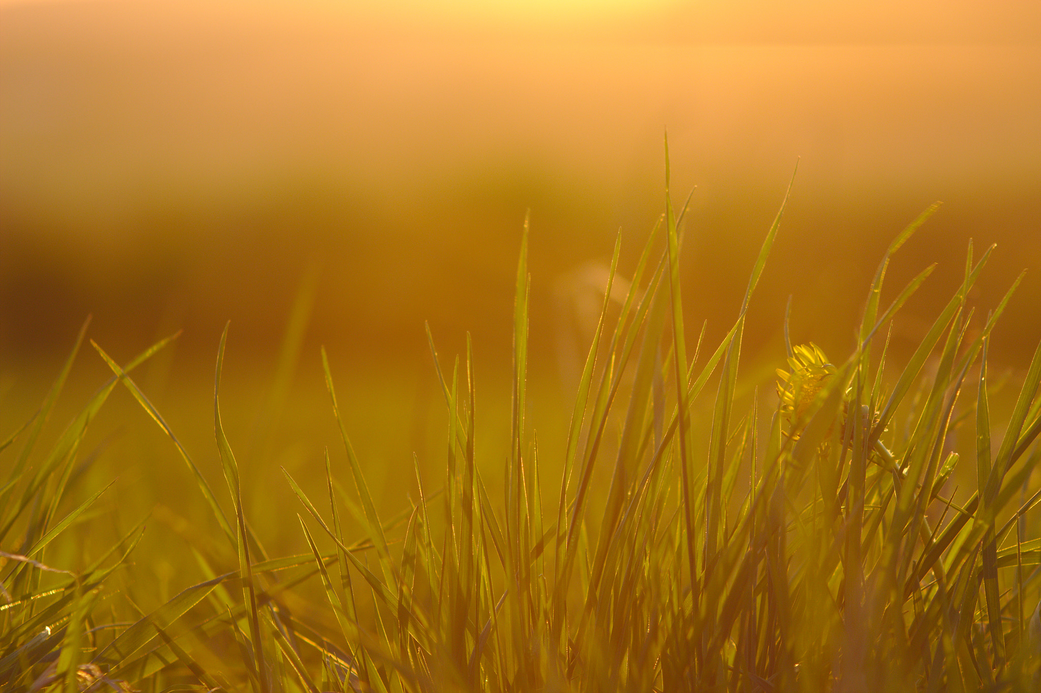 Canon EF 75-300mm f/4-5.6 sample photo