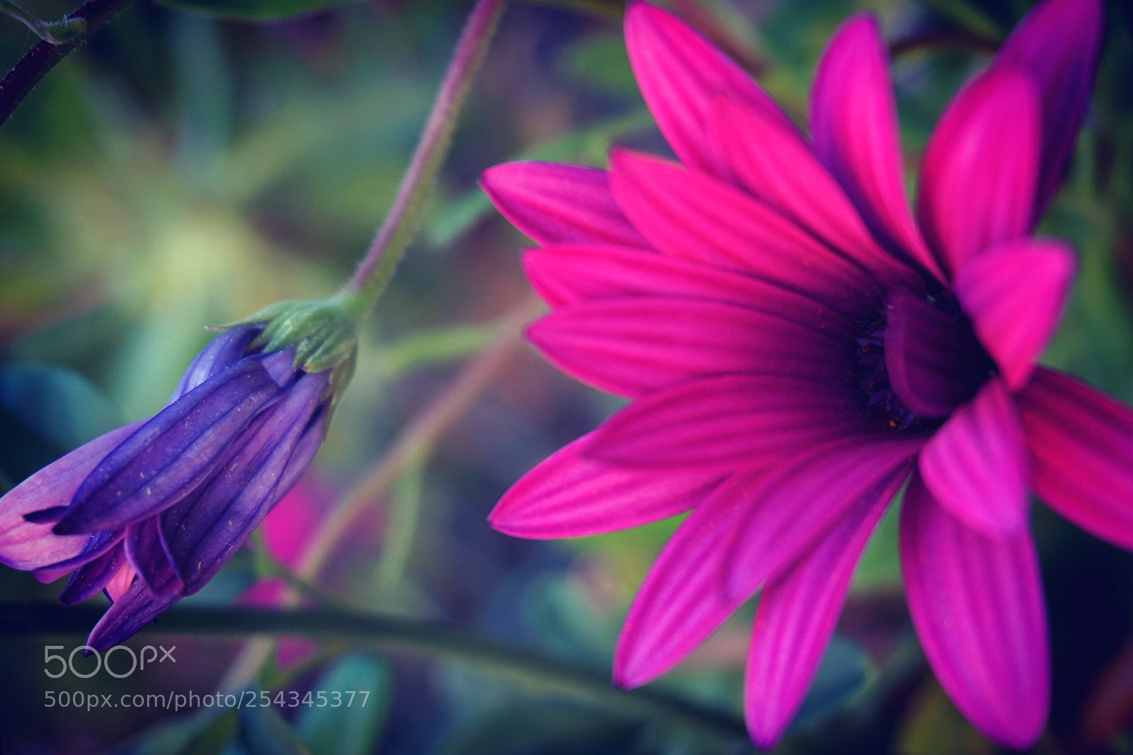Sony a5100 sample photo. Bud of flower and photography