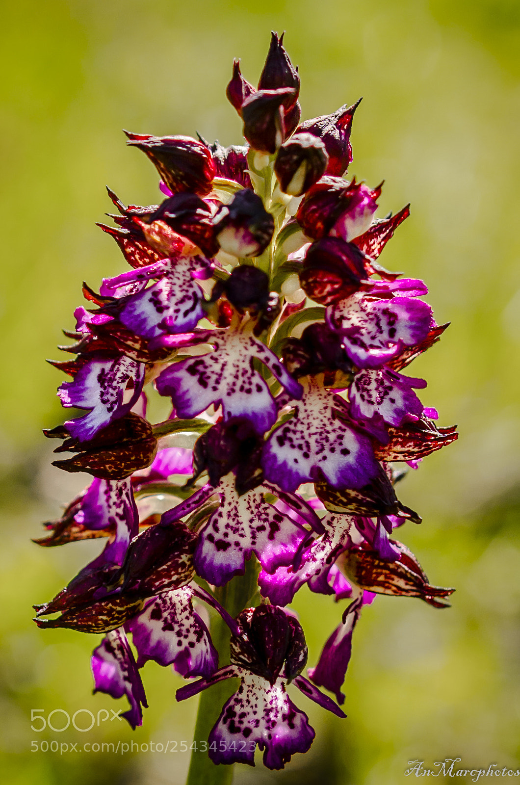 Nikon D7000 sample photo. Lin jacinthe () photography