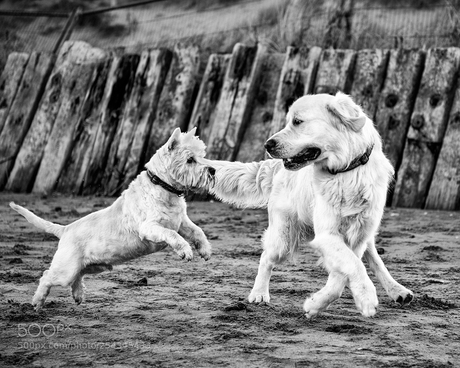 Nikon D810 sample photo. The dance of friends photography