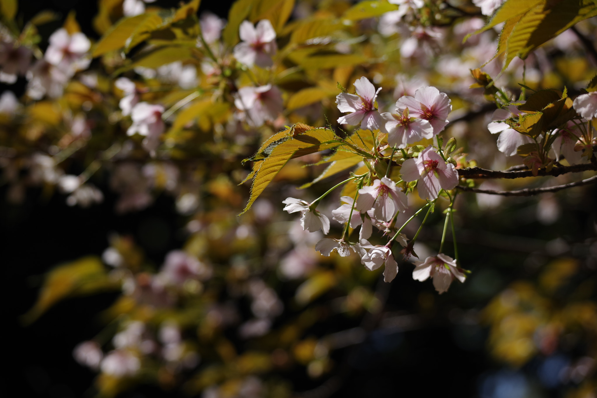 Pentax K-70 sample photo. Sakura 2018 #26 photography
