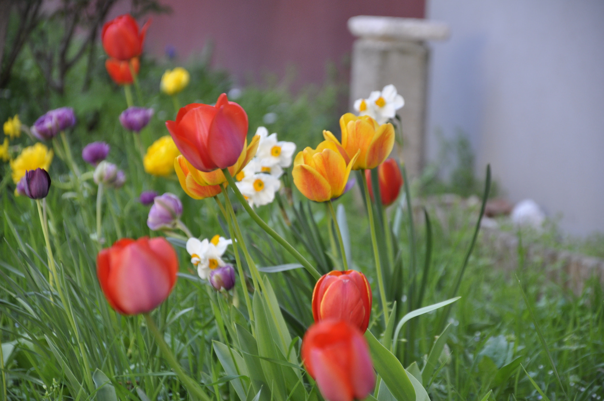 Nikon D5000 sample photo. Flowers photography