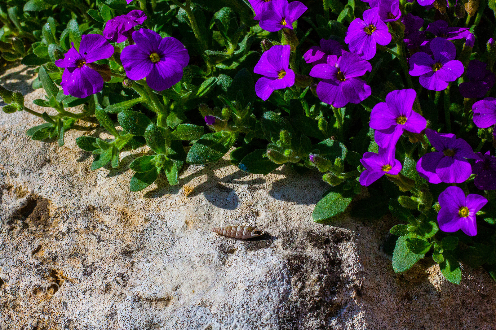 Canon EOS 50D sample photo. Blaukissen photography