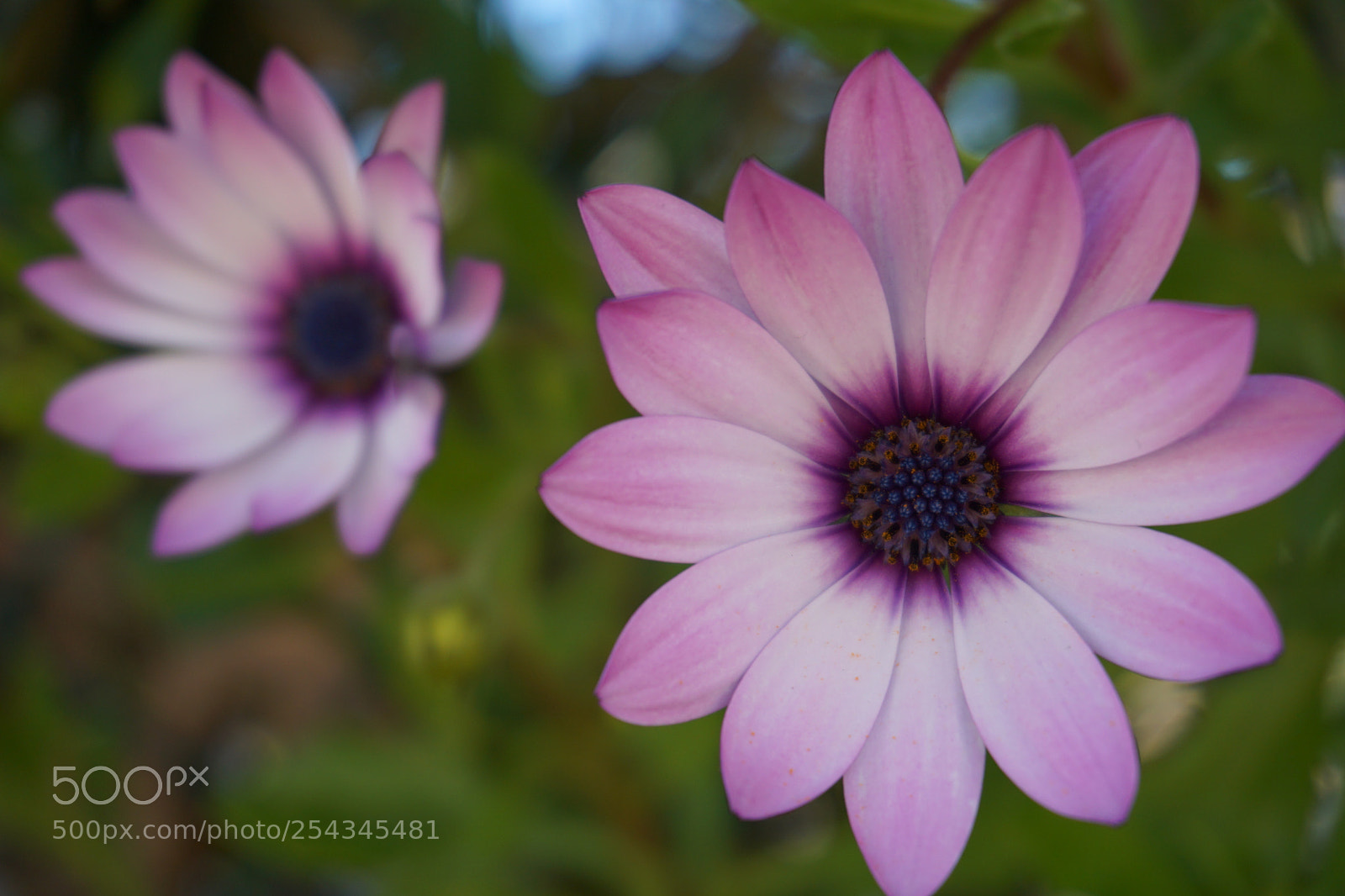 Sony a5100 sample photo. Two daisies with petals photography