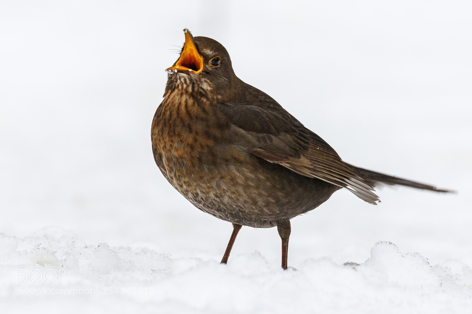 Canon EOS 7D Mark II sample photo. Blackbird female photography