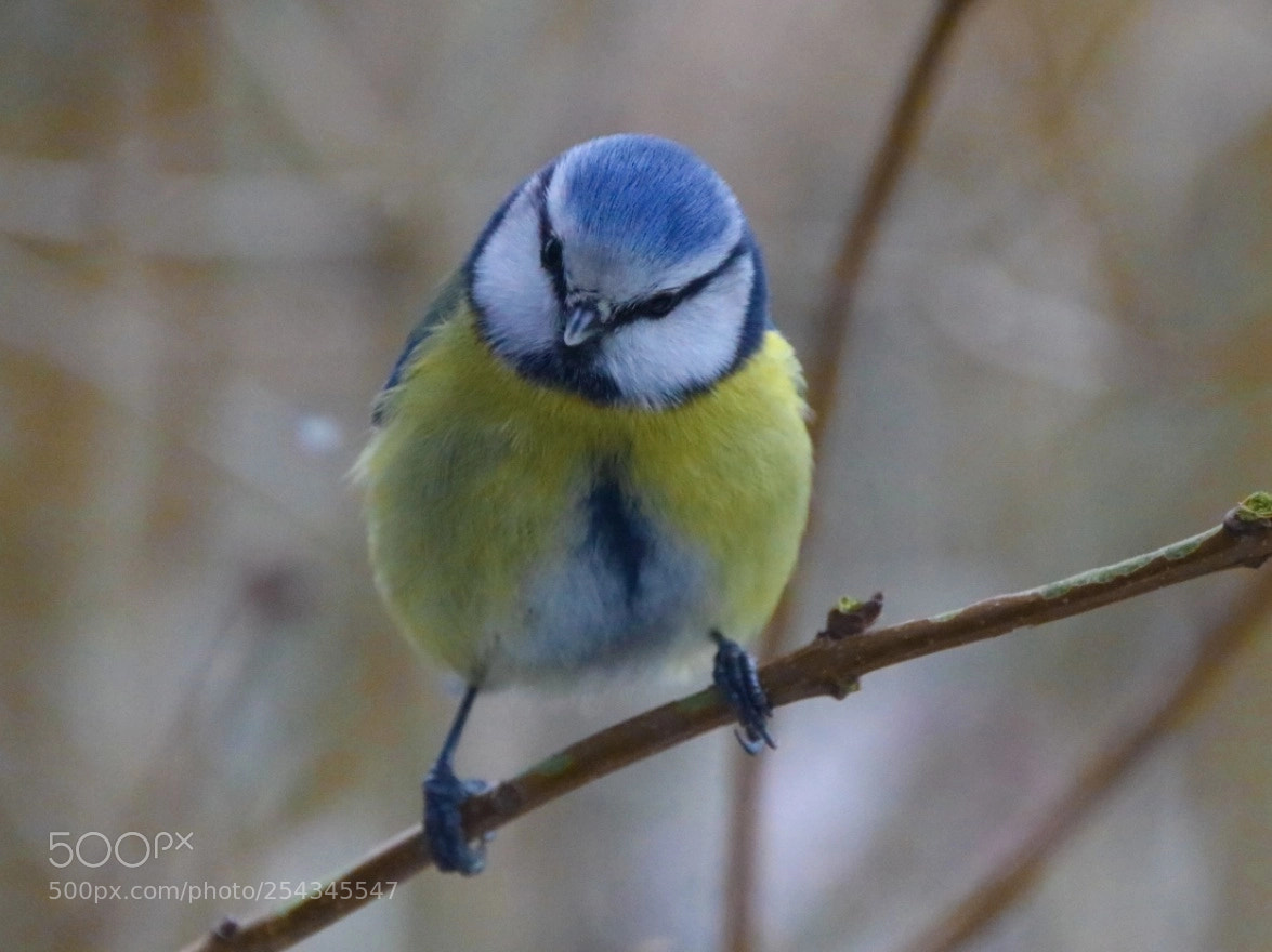 Canon EOS 750D (EOS Rebel T6i / EOS Kiss X8i) sample photo. Blaumeise photography