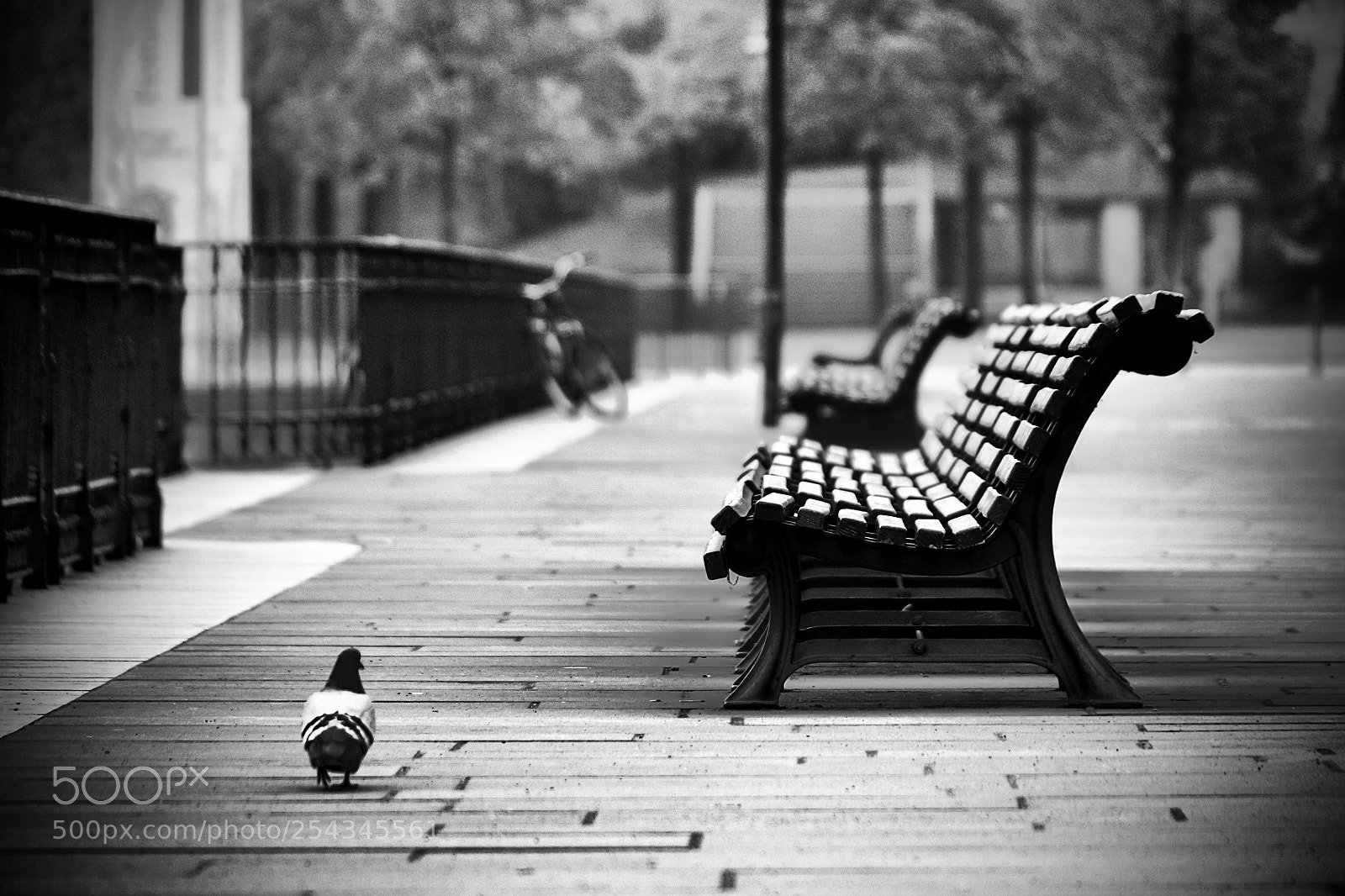 Canon EOS 450D (EOS Rebel XSi / EOS Kiss X2) sample photo. Dove city walk photography