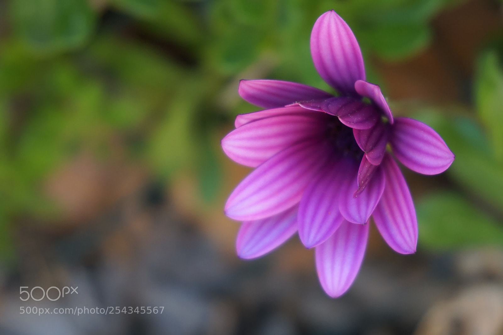 Sony a5100 sample photo. Daisy with dark purple photography