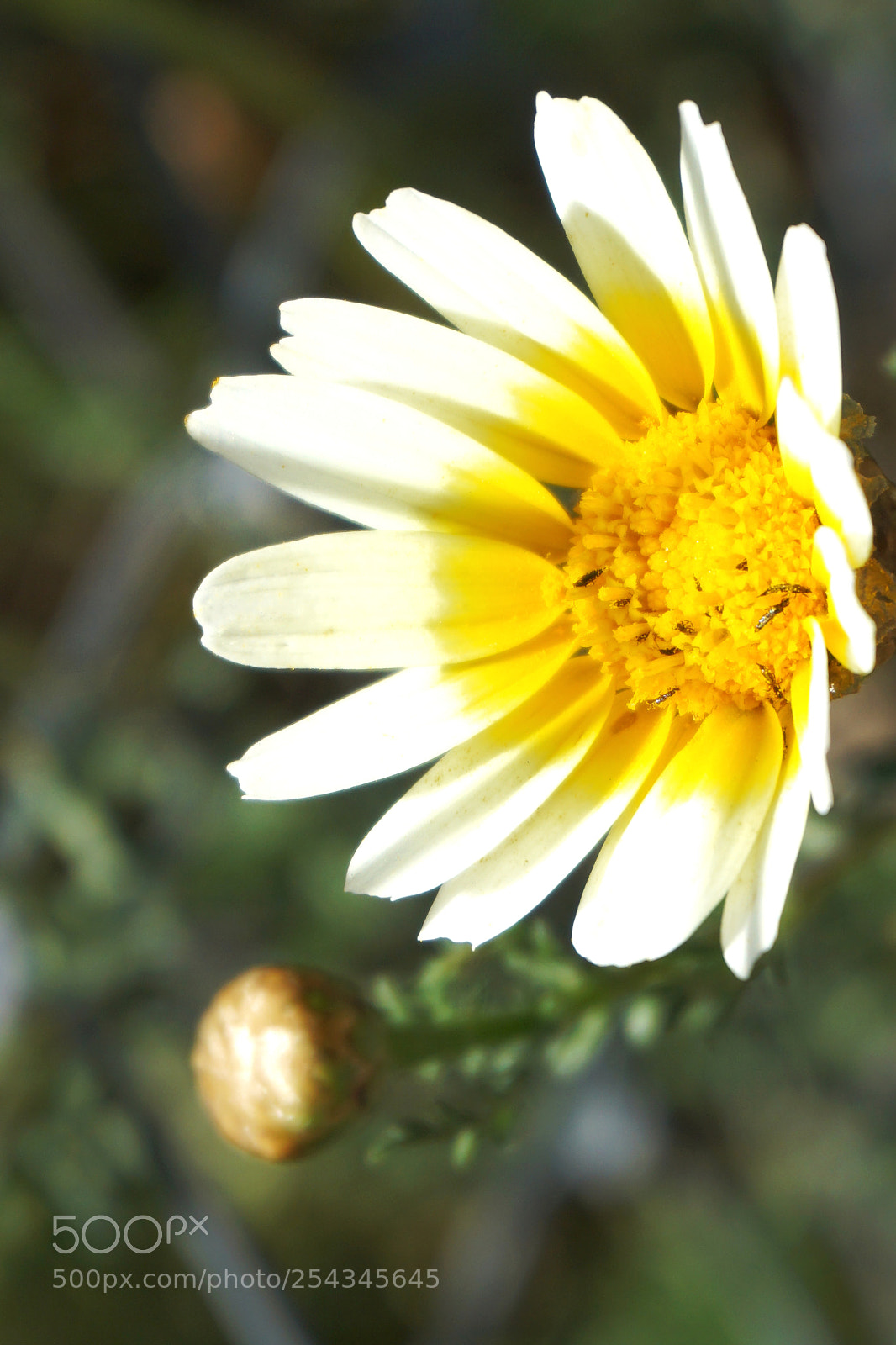 Sony a5100 sample photo. Yellow and white daisy photography
