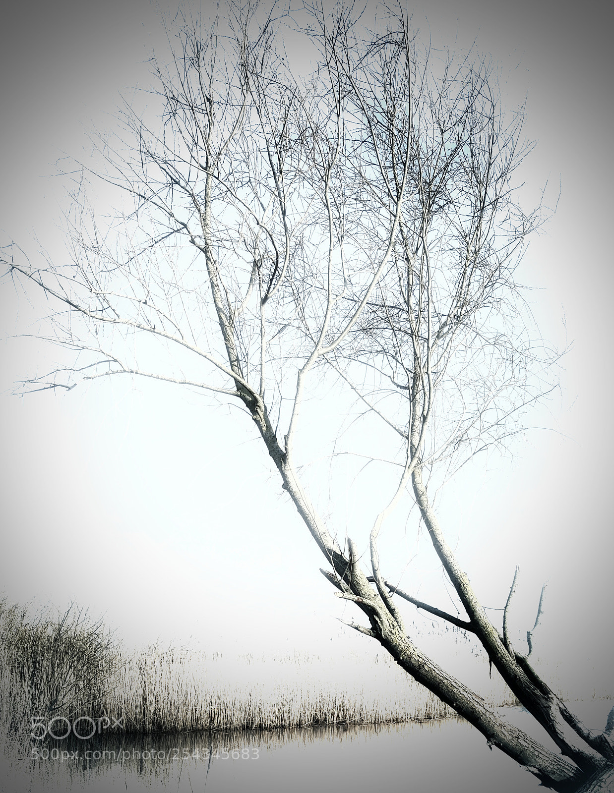 Samsung Galaxy S6 sample photo. • icy tree • photography