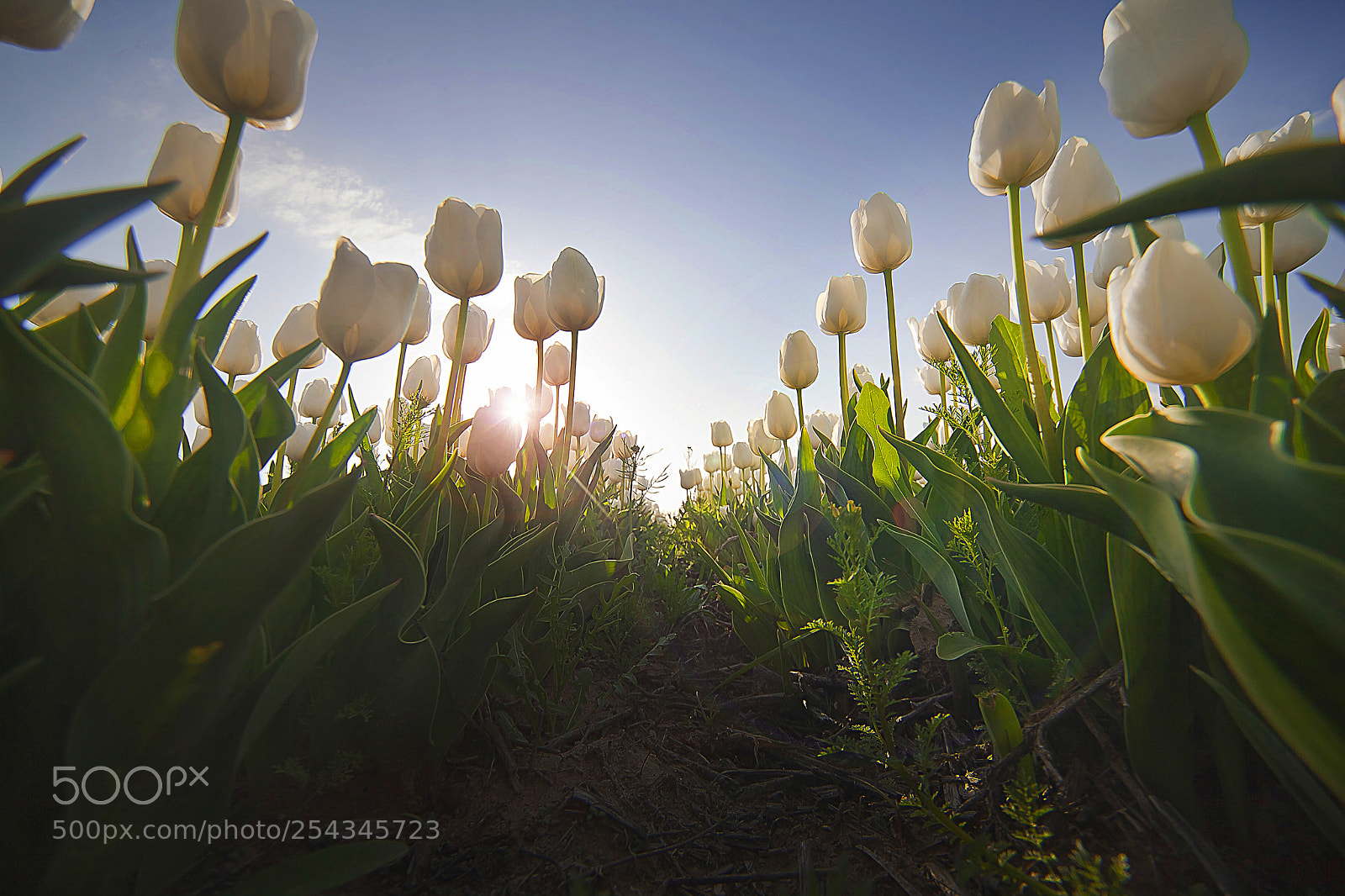 Canon EOS 5D Mark II sample photo. Tulips /karaman photography