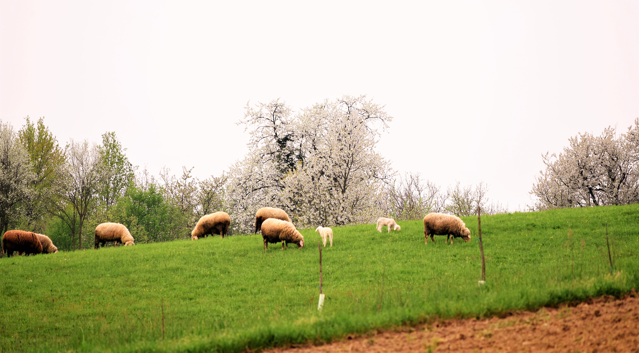 Nikon D3300 sample photo. Ovce photography