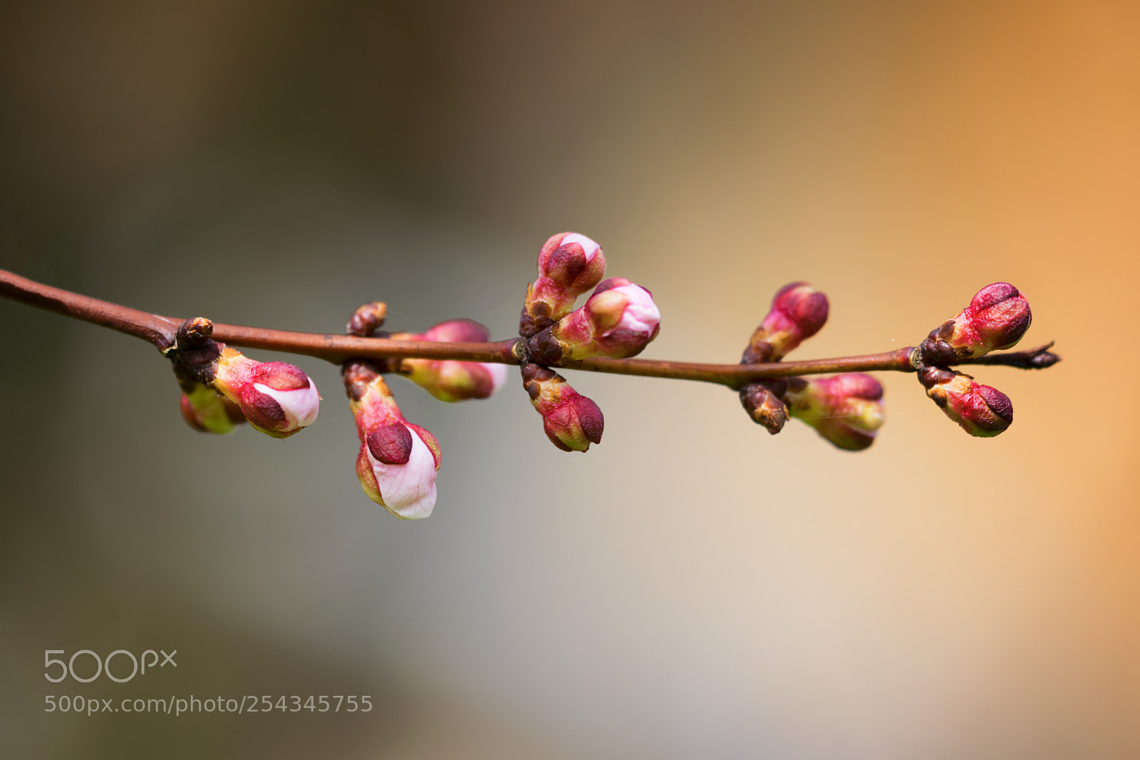 Nikon D5300 sample photo. Apricot tree blossoms photography