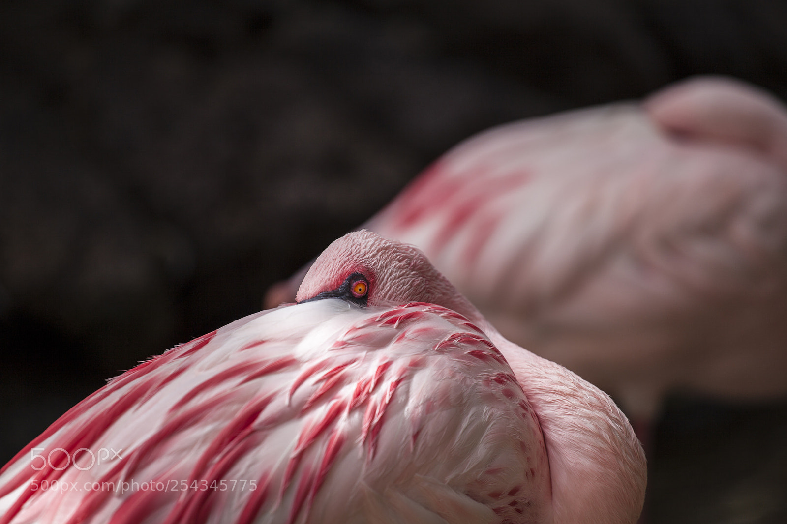 Canon EOS 5D Mark II sample photo. Pink sleep photography