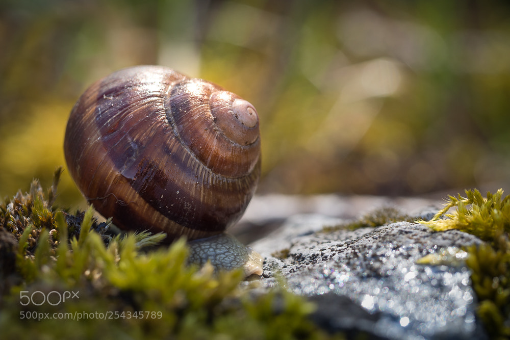 Olympus OM-D E-M10 II sample photo. Escargot photography