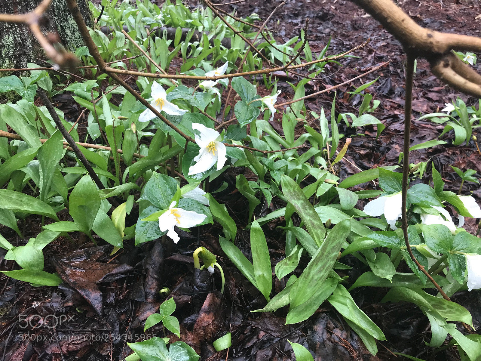 Apple iPhone 7 sample photo. Trillium ovatum photography