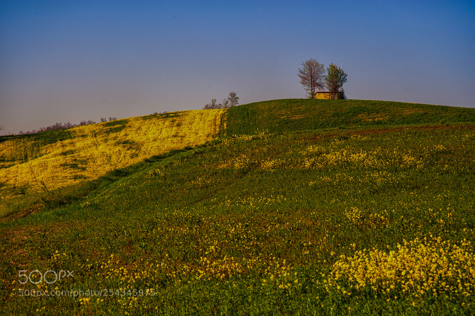 Nikon D700 sample photo. Spring shades photography