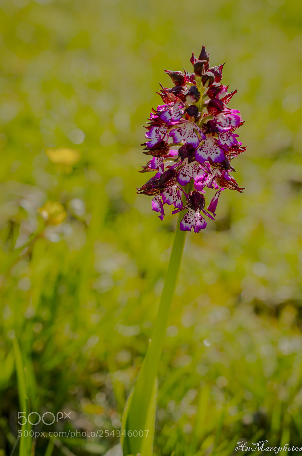 Nikon D7000 sample photo. Lin jacinthe () photography