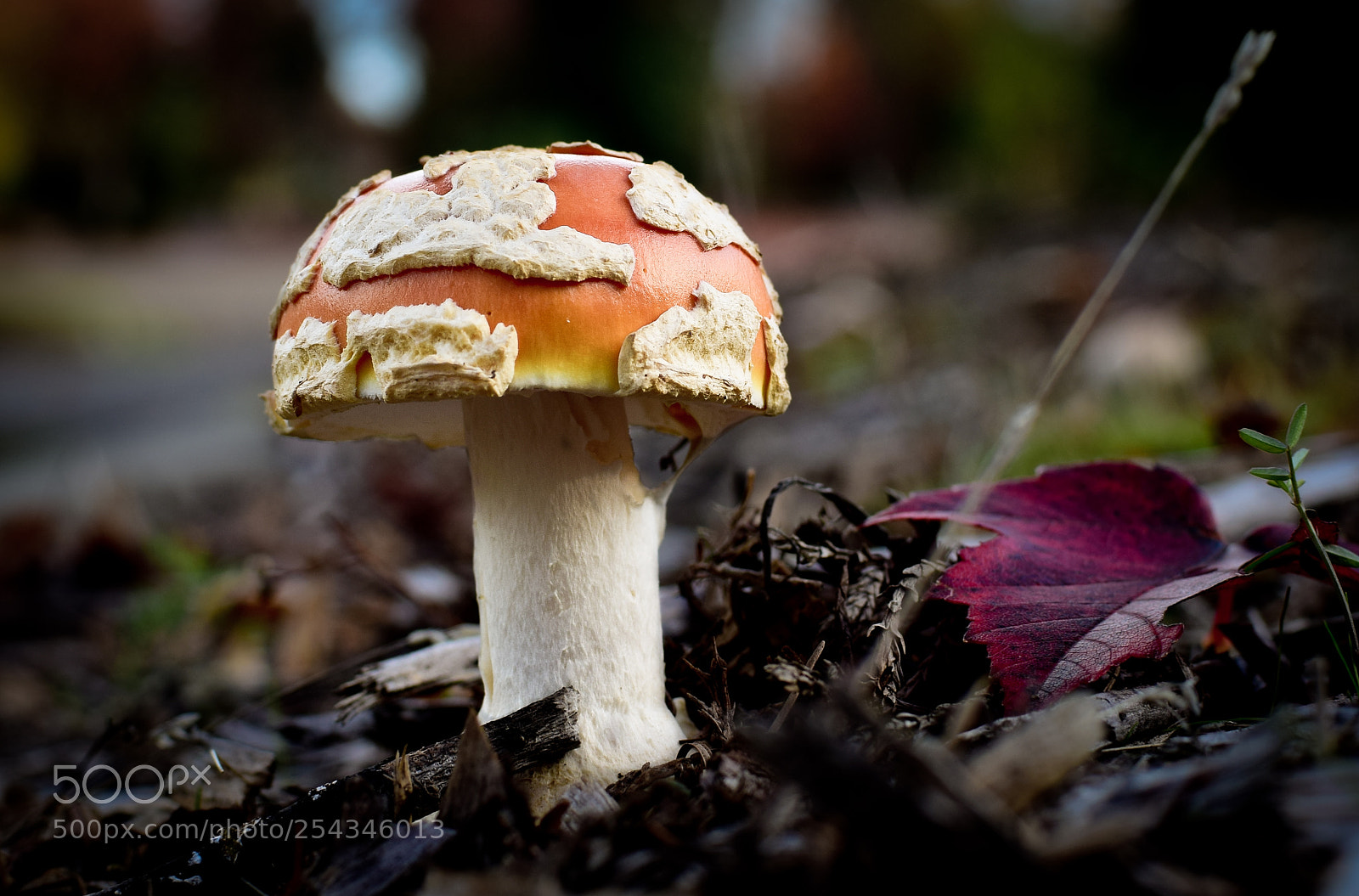 Nikon D5300 sample photo. Mushroom afternoon photography