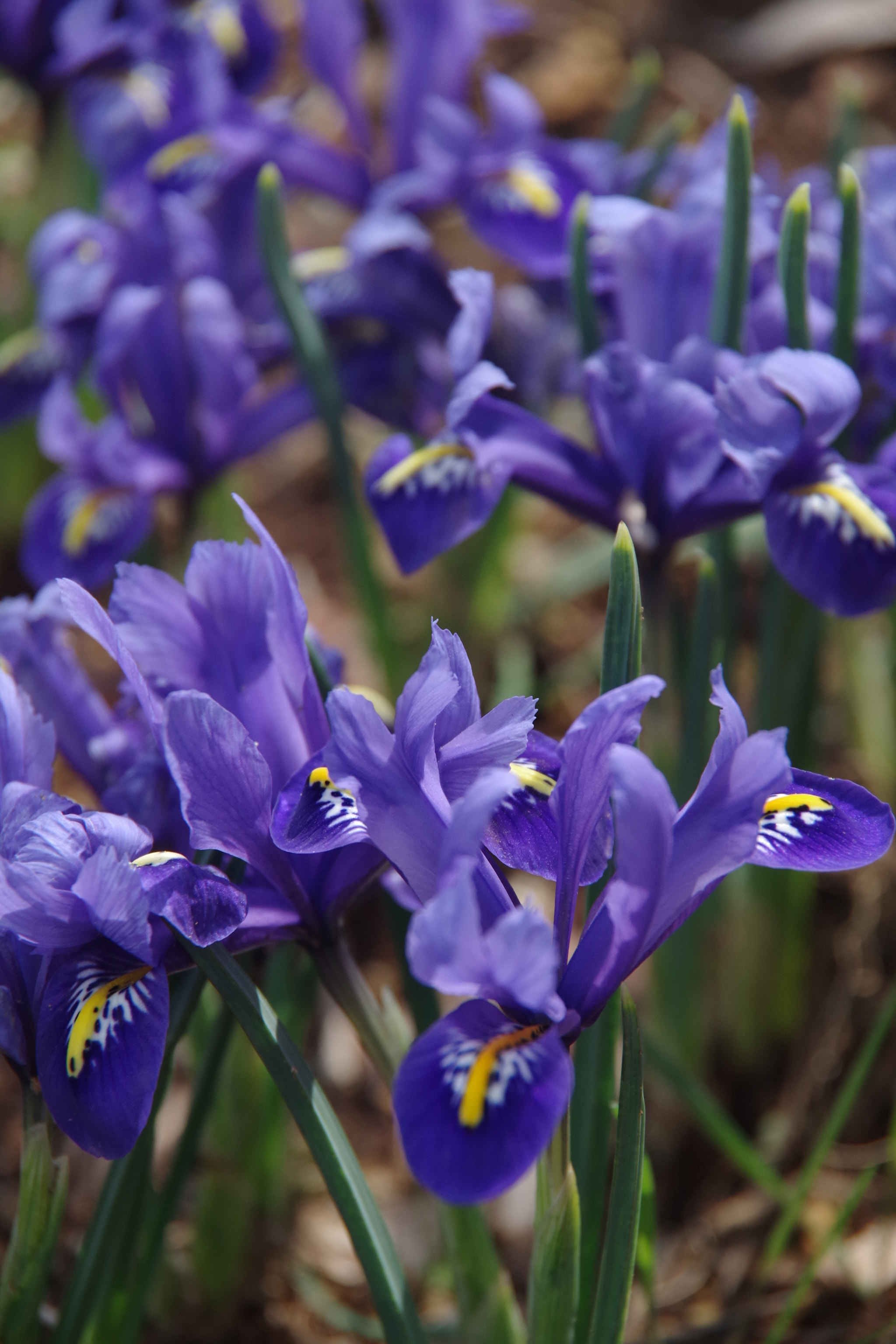 Pentax K-S2 sample photo. Iris 2018 #1 photography