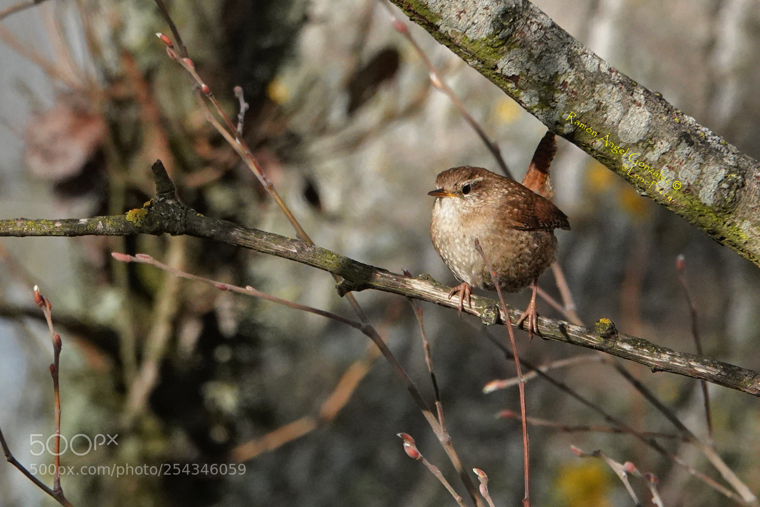 Sony Cyber-shot DSC-RX10 IV sample photo. Eurasian wren under the photography