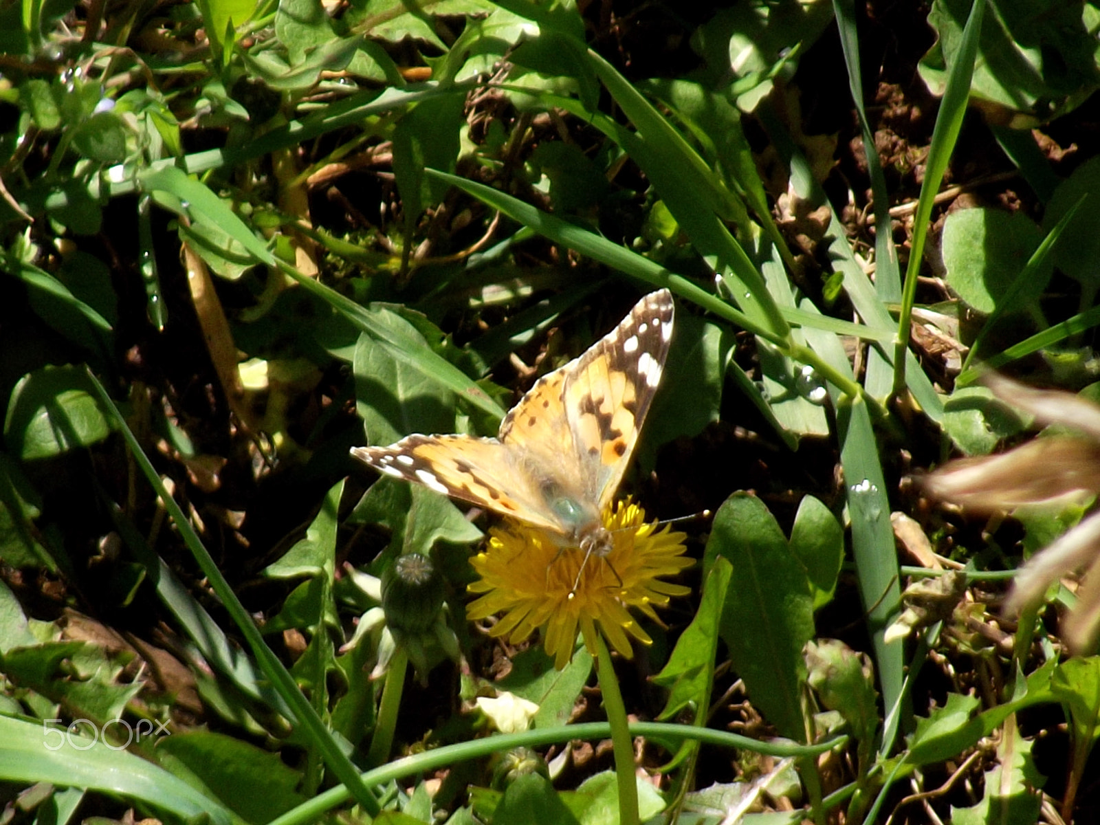 FujiFilm FinePix S2950 (FinePix S2990) sample photo. Butterfly photography