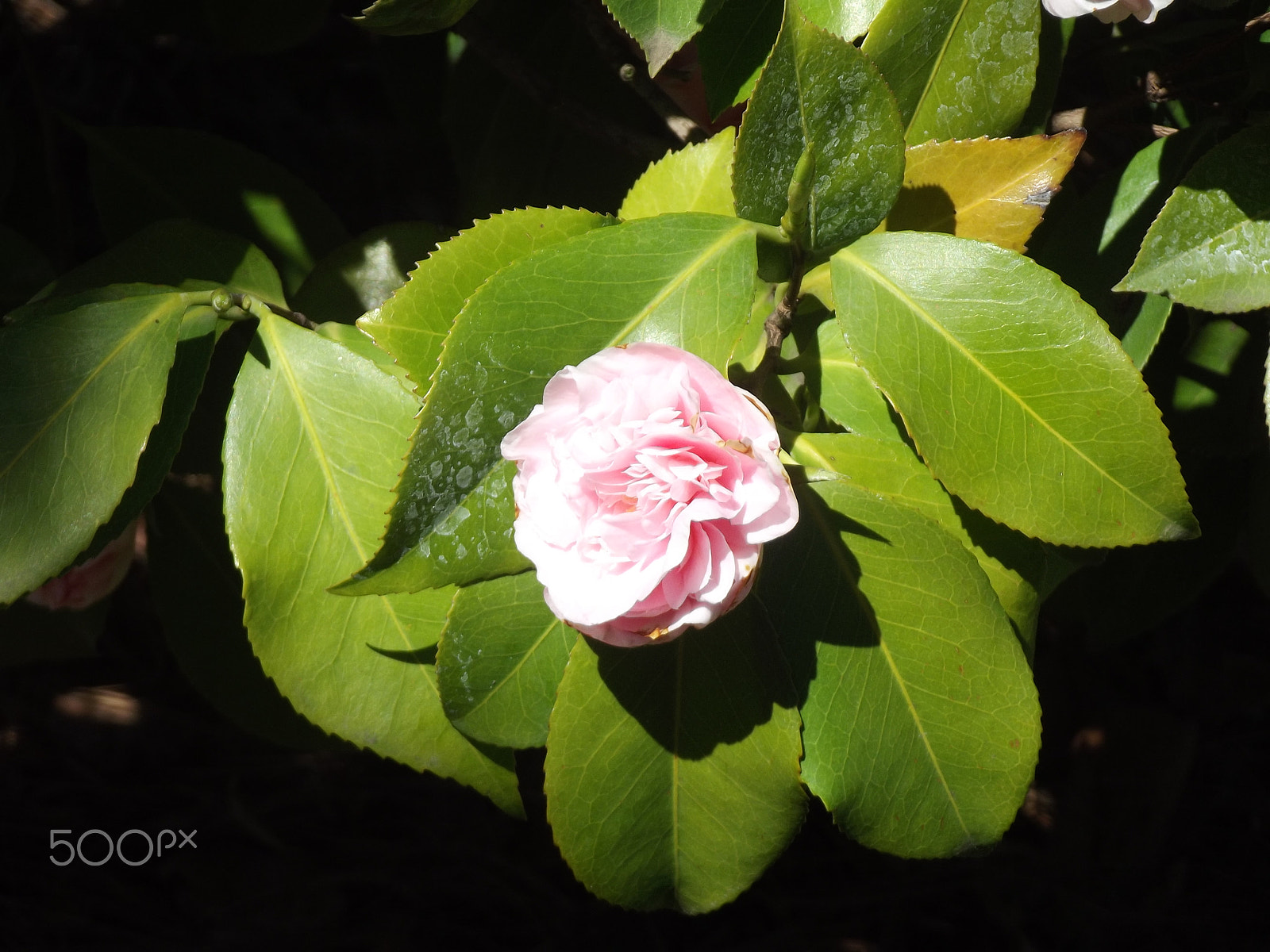 FujiFilm FinePix S2950 (FinePix S2990) sample photo. Camellia photography