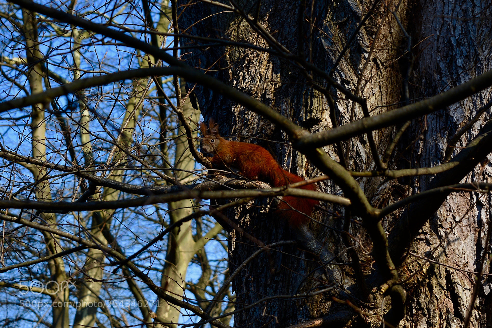 Nikon D5200 sample photo. Squirrel in berlin photography