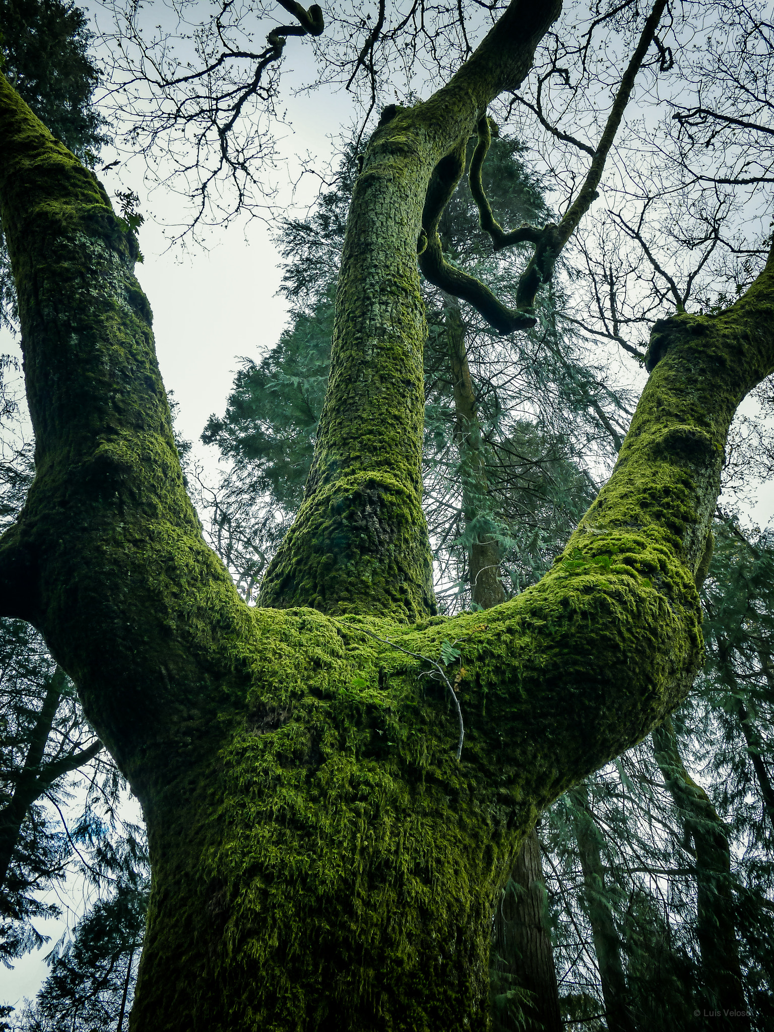 Panasonic Lumix DMC-GF3 sample photo. Moss tree photography