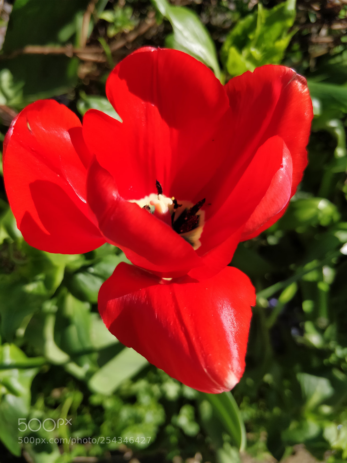 OnePlus 5 sample photo. Red tulip photography