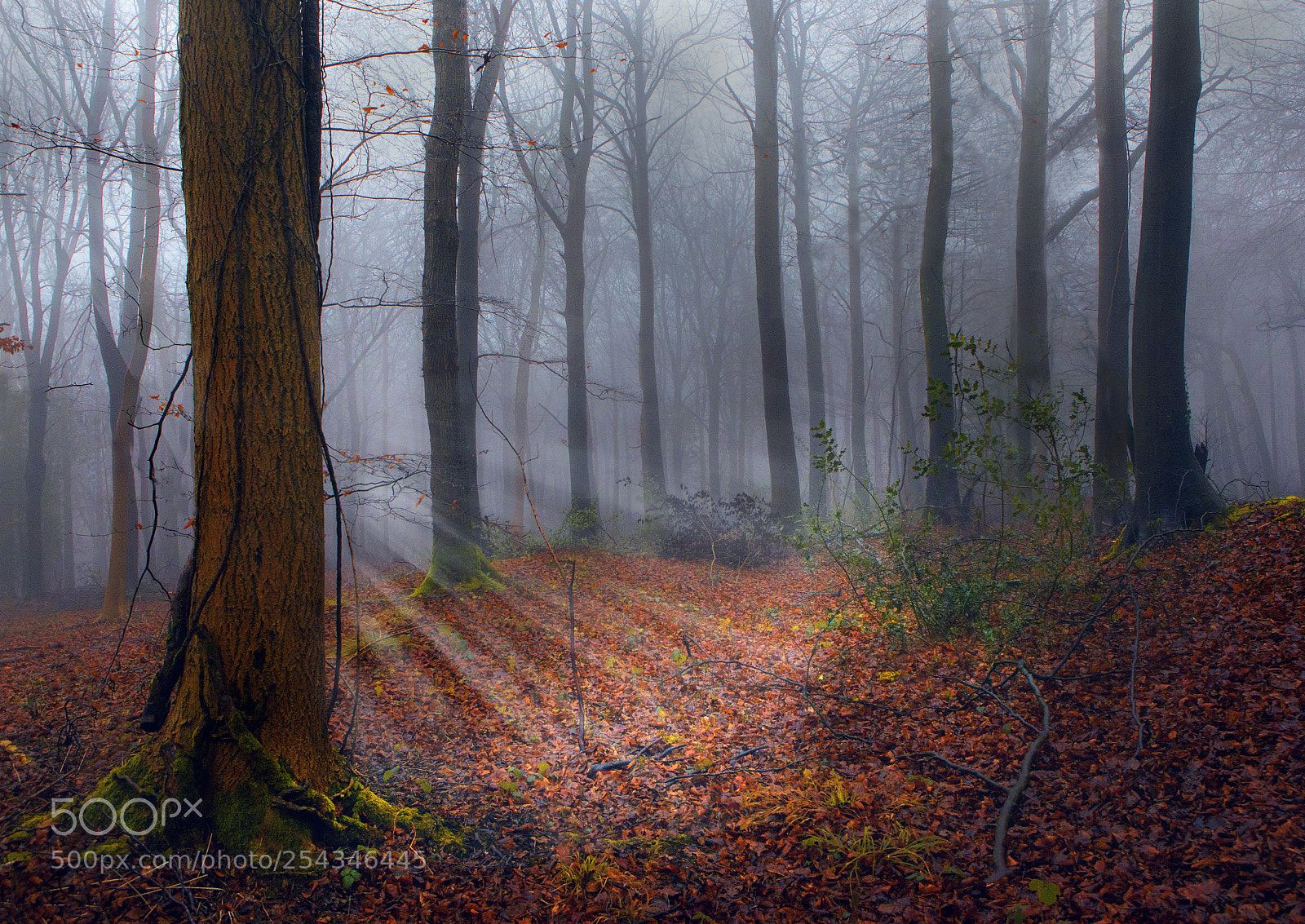 Canon EOS 5D Mark II sample photo. Into the misty woods photography