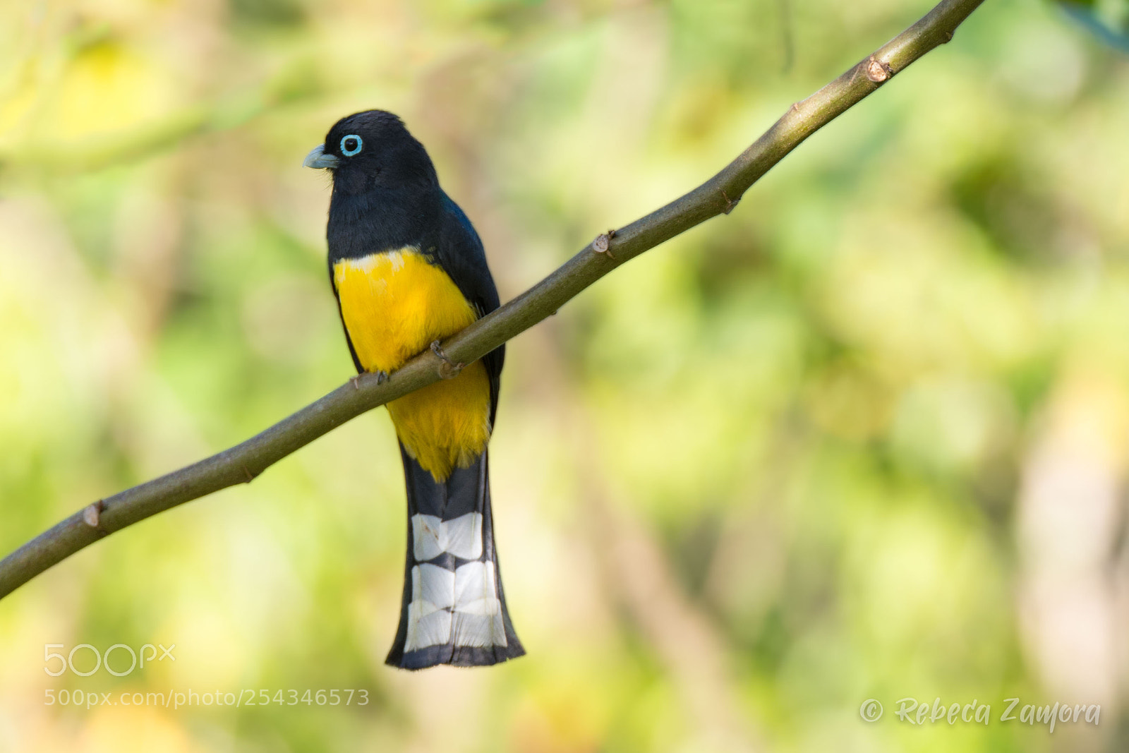 Nikon D7200 sample photo. Trogon caño negro photography
