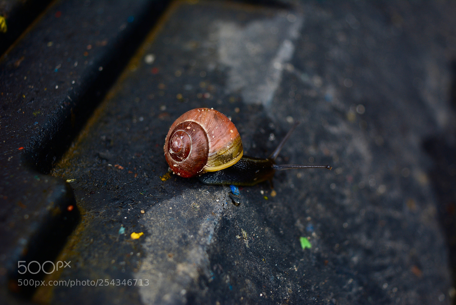 Nikon D5200 sample photo. Snail in berlin photography