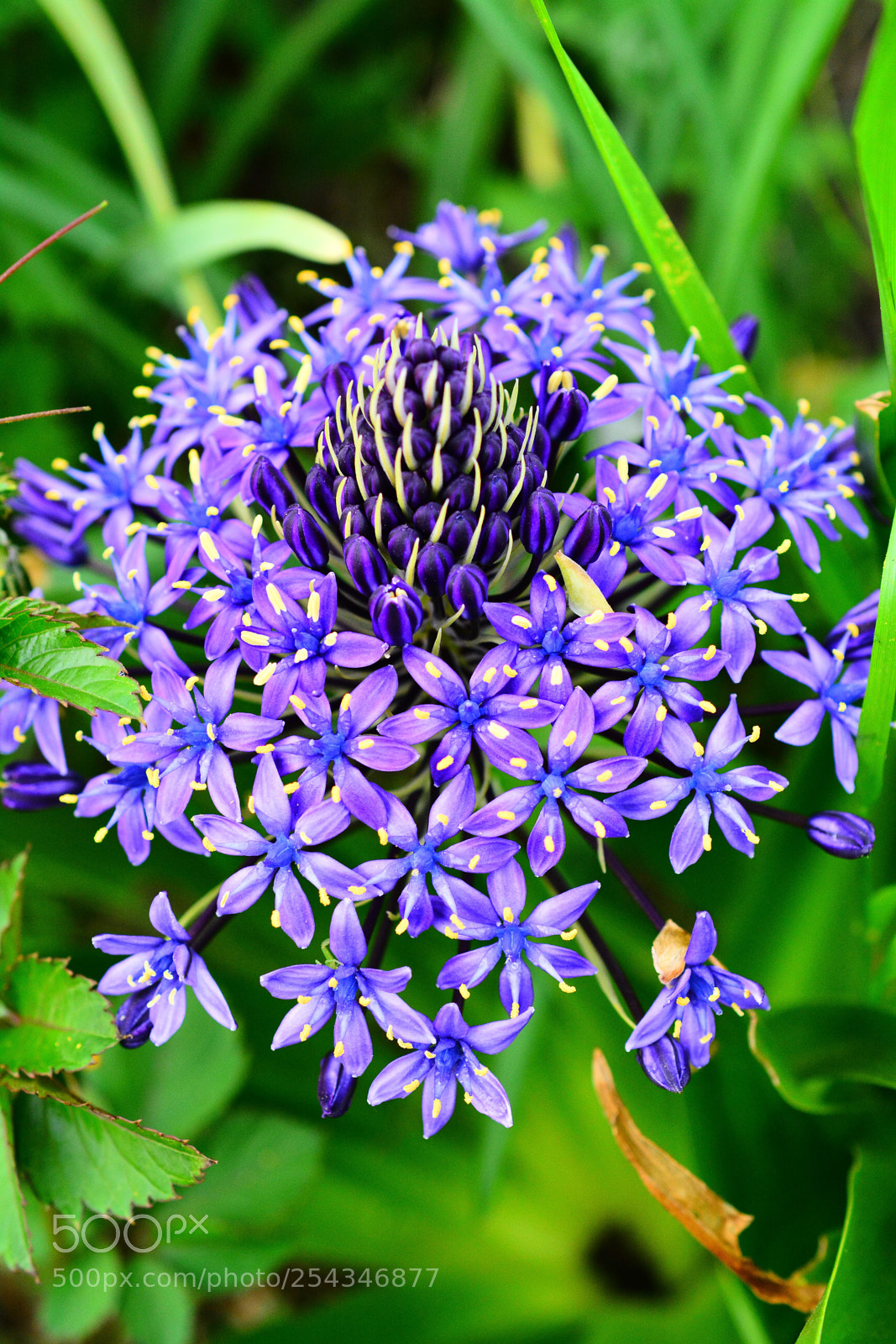 Nikon D5200 sample photo. Scilla  photography