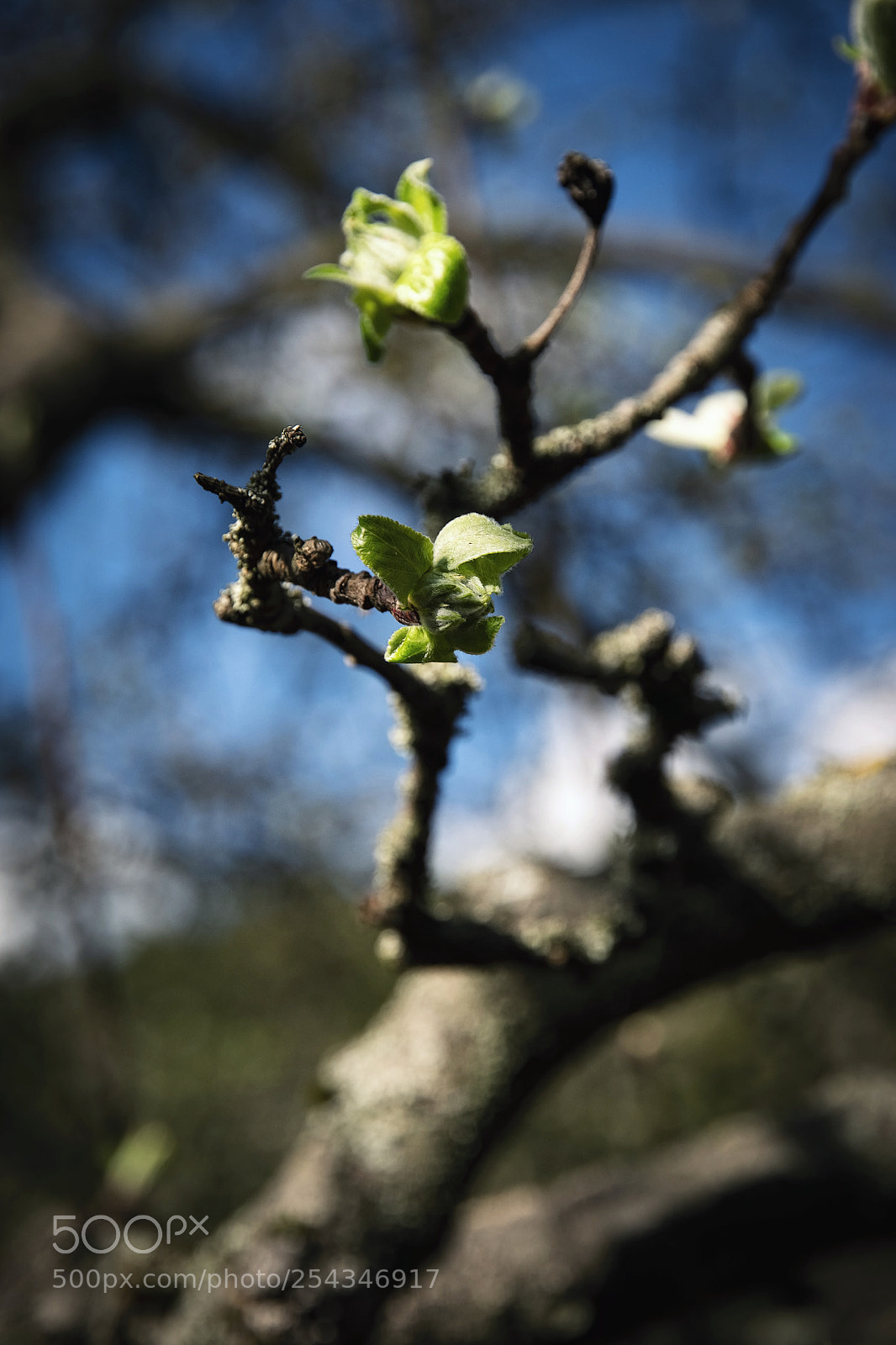 Nikon D5500 sample photo. Young shoots on apples photography