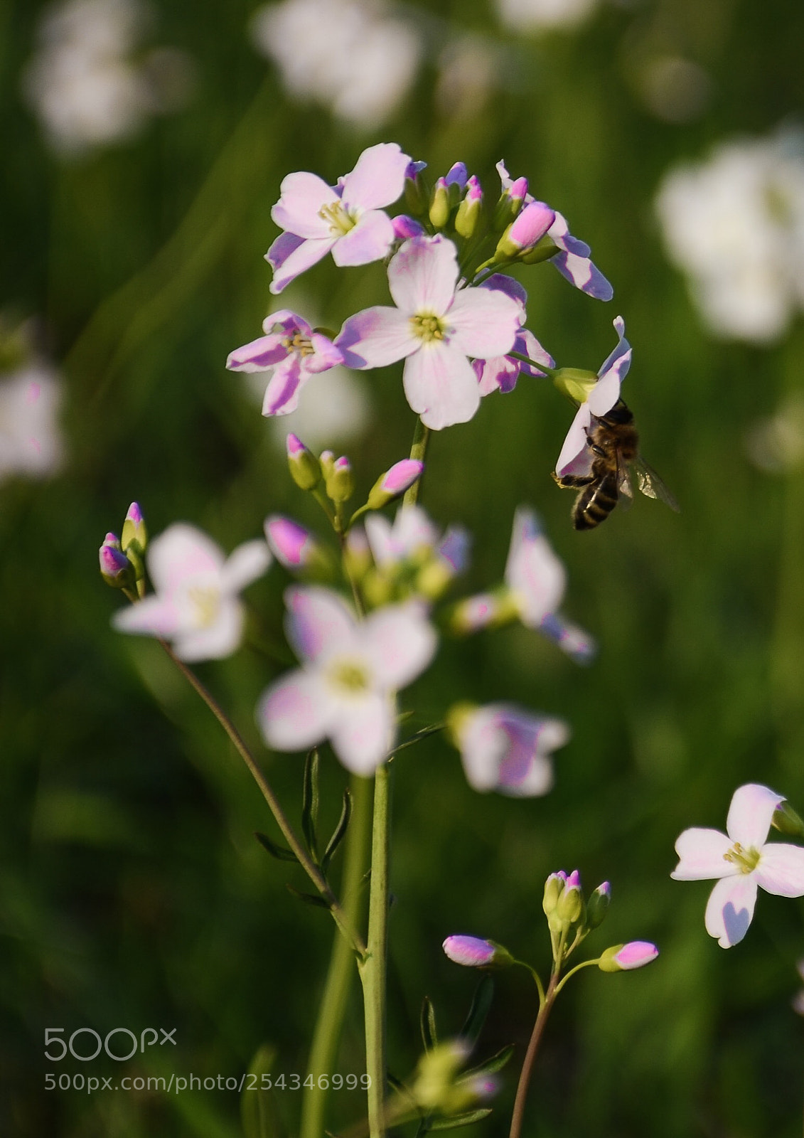 Nikon D7000 sample photo. Bee photography