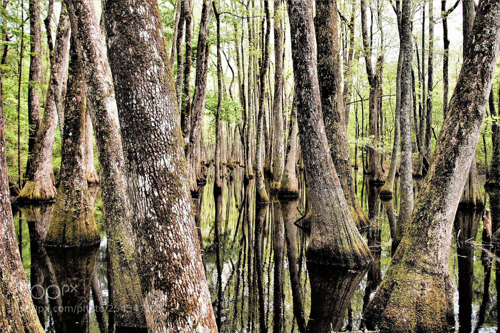 Canon EOS 7D sample photo. Cypress swamp, louisiana photography
