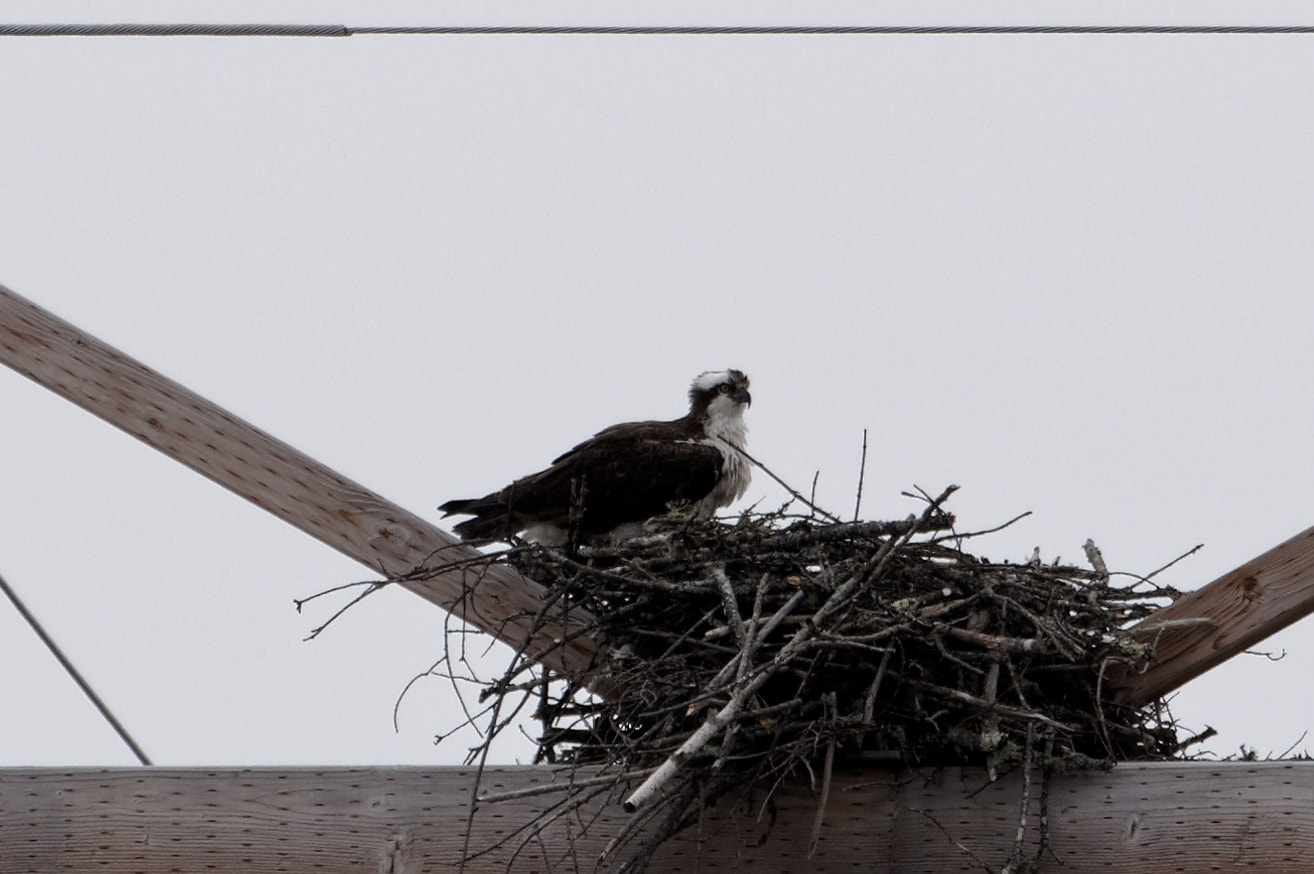 Pentax KP sample photo. Osprey at nest photography