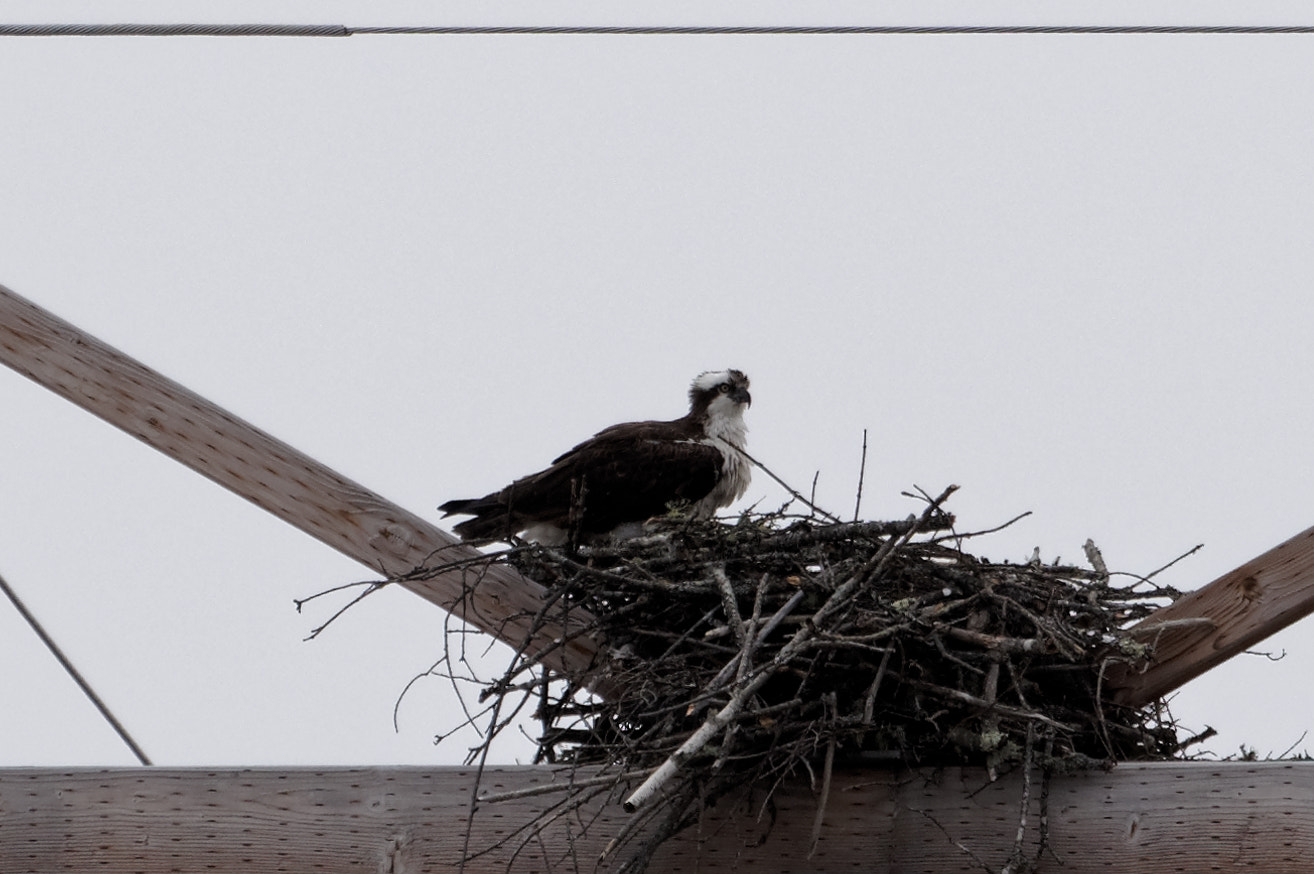 Sigma 120-400mm F4.5-5.6 DG OS HSM sample photo. Osprey at nest photography